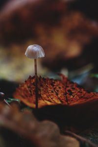 Close-up of mushroom growing outdoors