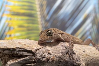Close-up of geck on a branch with a palm from in the background 