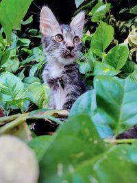 Portrait of a cat