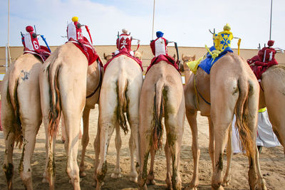 Camels lined up before the race