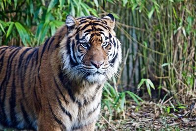 Close-up portrait of tiger in forest