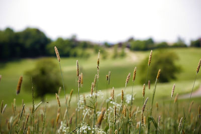 Close-up of grass on field against sky