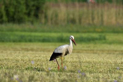 Side view of a stork on field