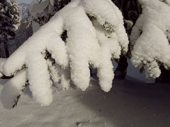 Close-up of snowflakes on snow