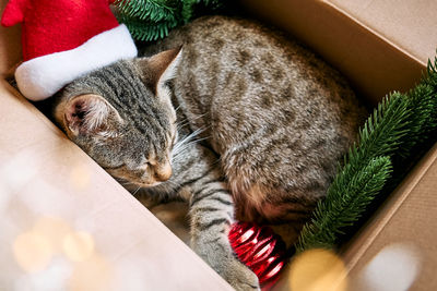 Cute tabby cat with christmas red santa hat sleeping in open gift box with christmas decoration. 