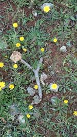 Plants growing on field