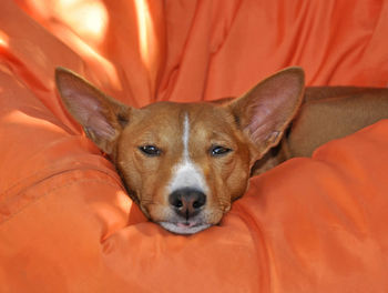 Portrait of dog resting on bed