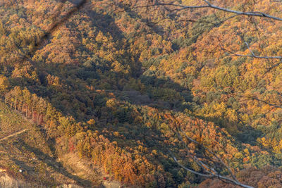 High angle view of trees in forest during autumn