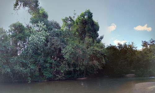 Scenic view of lake in forest against sky