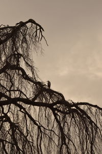 Low angle view of bird perching on bare tree against sky