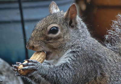 Close-up of squirrel