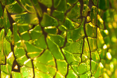 Full frame shot of plants