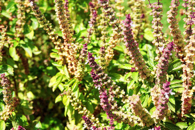 plant