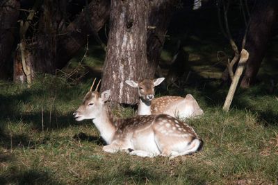 Deer in a field