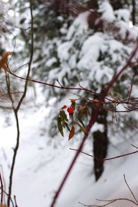 Close-up of insect on tree branch during winter