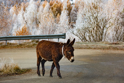 Horse standing on field