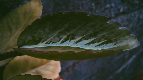 Close-up of flowering plant