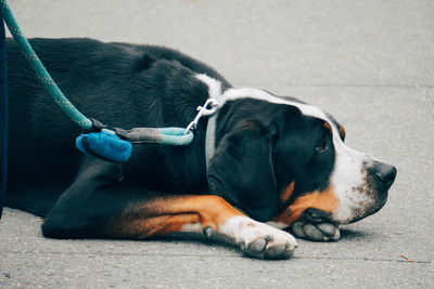 Close-up of dog resting on street