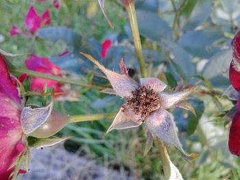 Close-up of wilted flower plant