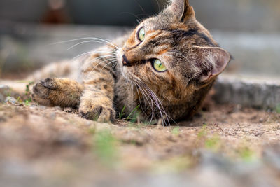 Close-up of cat resting