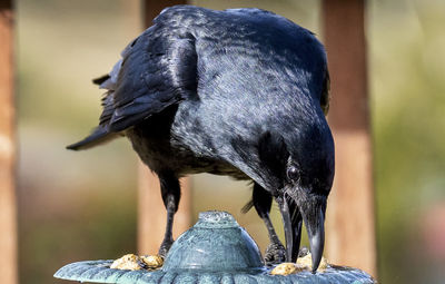 Close-up of bird perching on wood