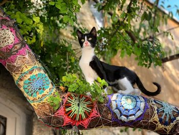 Cat looking away on the tree in alacati 