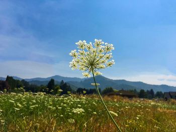 Close-up of flower growing on field against sky