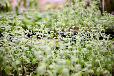 Close-up of flowering plants on field