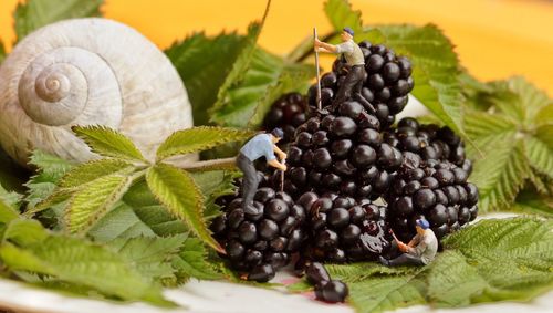 Manual workers on blackberries with leaves and seashell