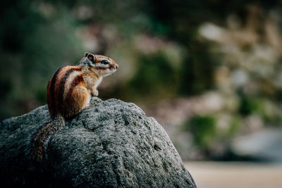 Close-up of squirrel sitting on rock