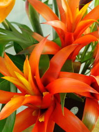 Close-up of orange flowers