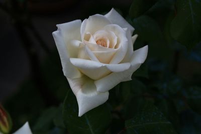 Close-up of white rose blooming outdoors