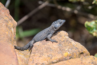 Close-up of lizard on rock