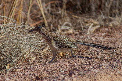 Close-up of a bird