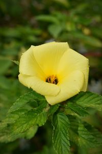 Close-up of insect on yellow flower