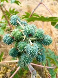 Close-up of spiked plant