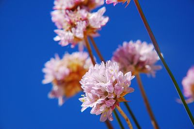 Close-up of pink cherry blossoms against blue sky