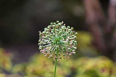 Close-up of flowering plant