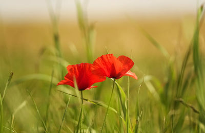 Close-up of red poppy flower on field