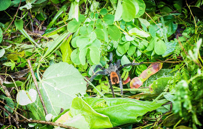 Close-up of insect on plant