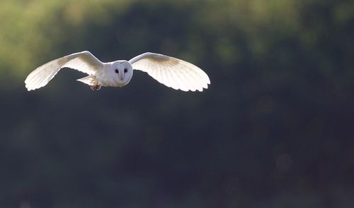 Barn owl flying