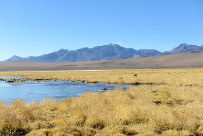 Scenic view of landscape against clear blue sky