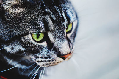 Close-up of a tabby cat looking away