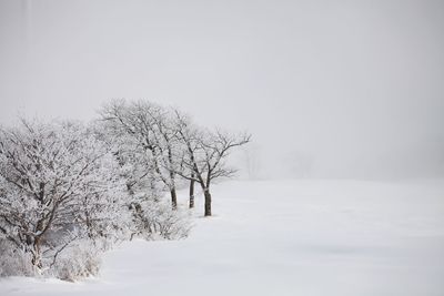 Bare trees on snow covered field