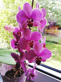 Close-up of pink orchids on plant