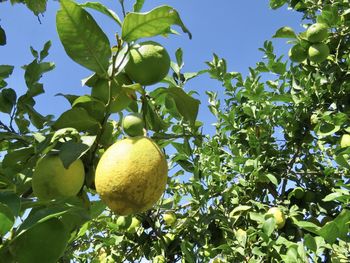 Low angle view of fruits growing on tree