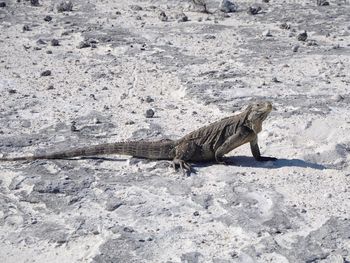 Side view of a lizard on rock