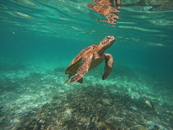 Turtle swimming in sea