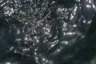 High angle view of illuminated trees at sea