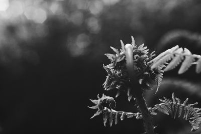 Close-up of snow on plant